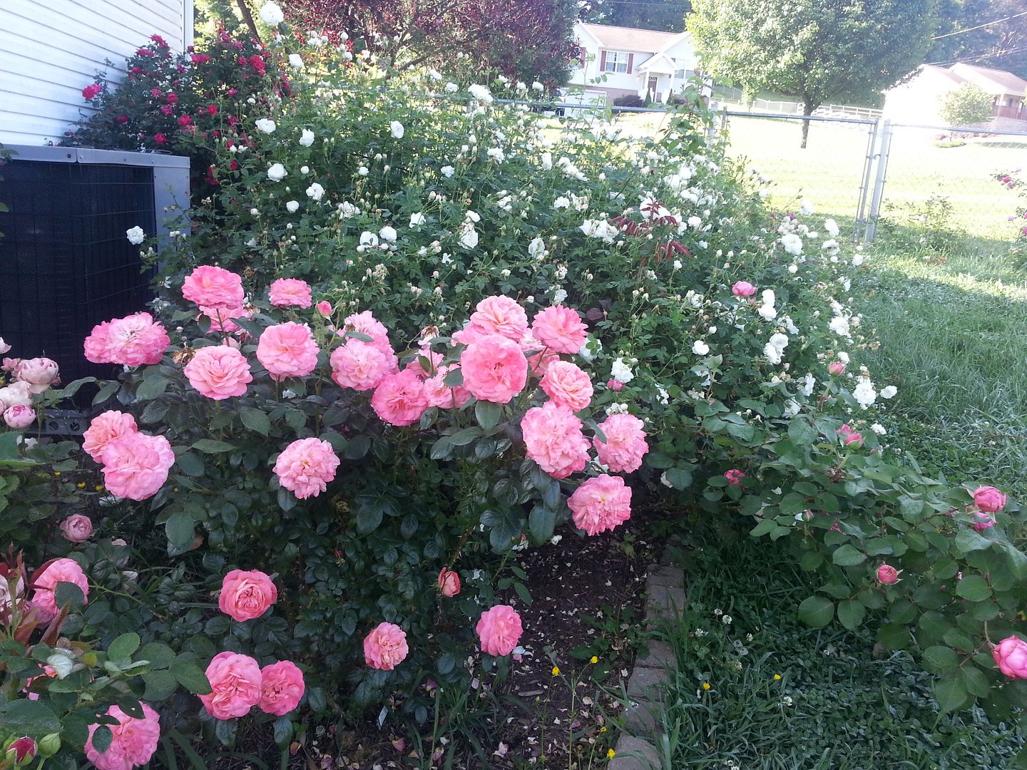 queen of hearts photo 20130525_090150_zpsf794a44f.jpg